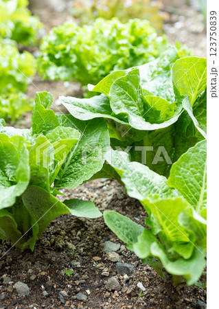 無農薬野菜 123750839