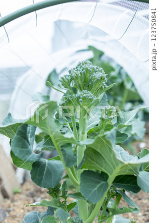 無農薬野菜 123750841