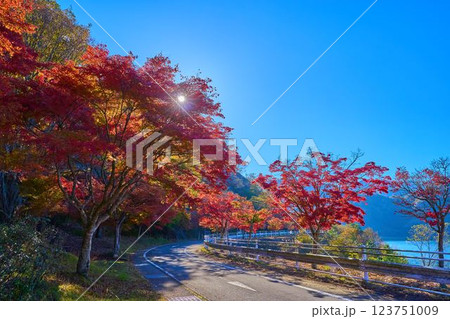 秋の神奈川県足柄上郡山北町 丹沢湖 大仏大橋付近の千代の沢湖岸の紅葉風景 123751009