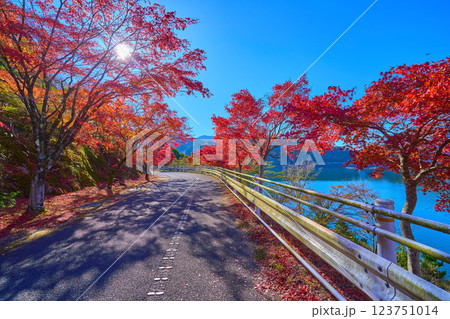 秋の神奈川県足柄上郡山北町 丹沢湖 大仏大橋付近の千代の沢湖岸の紅葉風景 秋の神奈川県足柄上郡山北町 丹沢湖 大仏大橋付近の千代の沢湖岸の紅葉風景 123751014