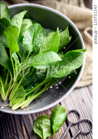 Just washed fresh green spinach leaves in a metal colander Just washed fresh green spinach leaves in a metal colander 123751147