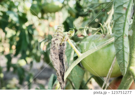 Close-up of tomato plant with disease on unripe fruit and leaves in garden 123751277