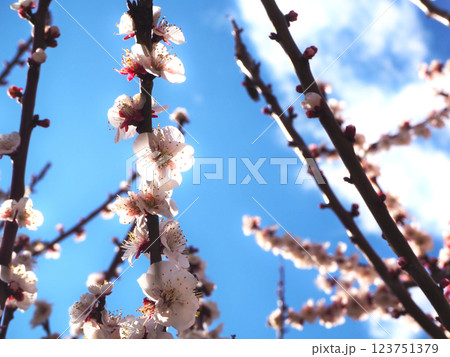 青空に映える白い梅 123751379