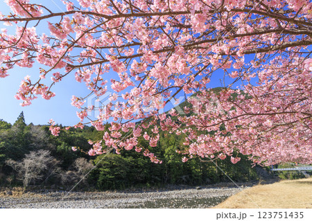 満開に咲く銚子川の河津桜（種まき権兵衛の里） 123751435