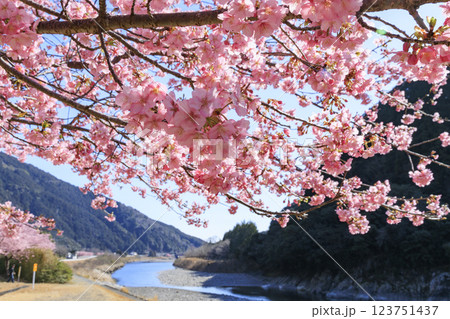 満開に咲く銚子川の河津桜（種まき権兵衛の里） 123751437