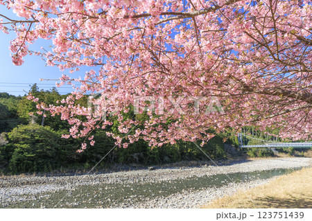 満開に咲く銚子川の河津桜(種まき権兵衛の里) 満開に咲く銚子川の河津桜(種まき権兵衛の里) 123751439
