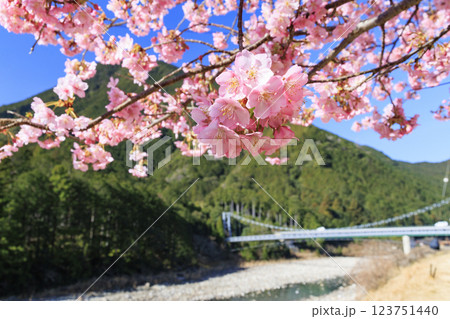 満開に咲く銚子川の河津桜（種まき権兵衛の里） 123751440