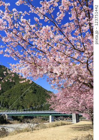 満開に咲く銚子川の河津桜（種まき権兵衛の里） 123751442