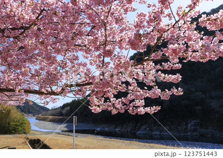 満開に咲く銚子川の河津桜（種まき権兵衛の里） 123751443