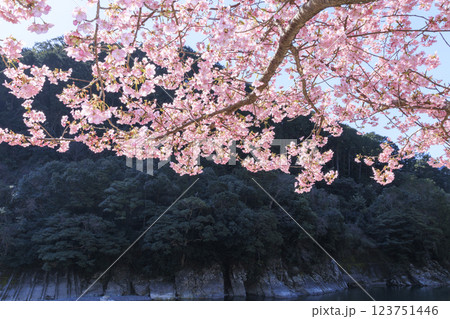 満開に咲く銚子川の河津桜（種まき権兵衛の里） 123751446