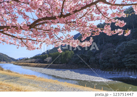 満開に咲く銚子川の河津桜(種まき権兵衛の里) 満開に咲く銚子川の河津桜(種まき権兵衛の里) 123751447