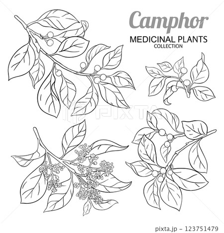 Camphor Branch with Flowers Outline Illustration 123751479