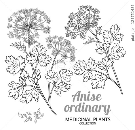 Anise Ordinary Plant Outline Illustration 123751483