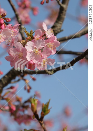 青空を背景にした河津桜 123751502