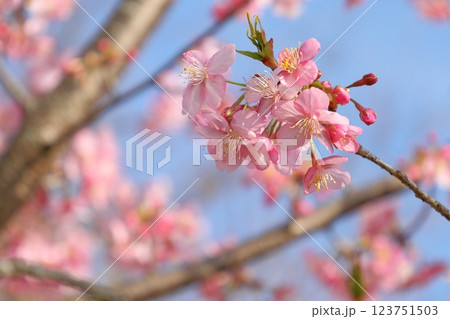 青空を背景として、紅豊と推定されるサクラの樹の枝の花をローアングルで撮影した写真 123751503