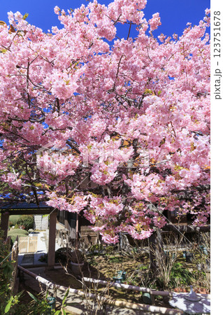 満開の河津桜　大慈寺 123751678