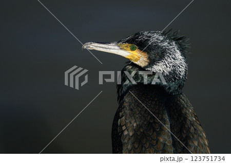 Close-up image of a cormorant bird Close-up image of a cormorant bird 123751734