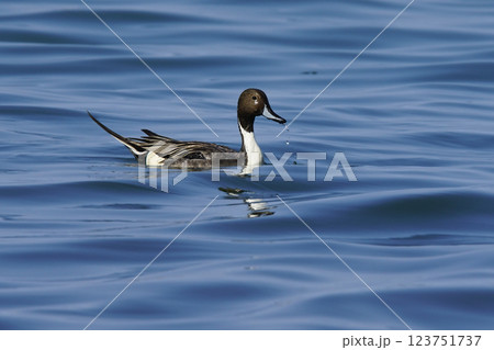 Wildlife - Birds. The Northern Pintail (Anas acuta) lives in wetlands such as sheltered deltas, salt marshes, shallow waters and coastal lagoons. It feeds on aquatic vegetation. Wildlife - Birds. The Northern Pintail (Anas acuta) lives in wetlands such as sheltered deltas, salt marshes, shallow waters and coastal lagoons. It feeds on aquatic vegetation. 123751737