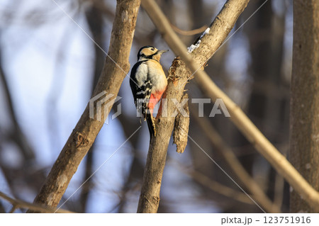 アカゲラ キツツキの仲間 北海道にて撮影 アカゲラ キツツキの仲間 北海道にて撮影 123751916