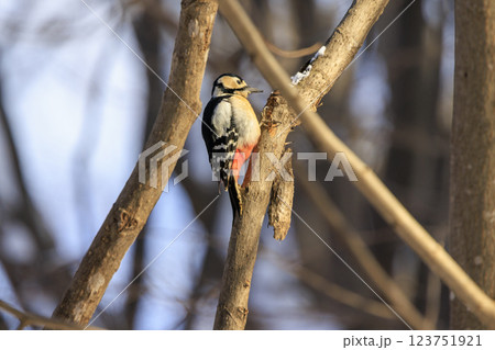 アカゲラ キツツキの仲間 北海道にて撮影 アカゲラ キツツキの仲間 北海道にて撮影 123751921