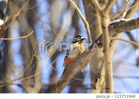 アカゲラ キツツキの仲間 北海道にて撮影 アカゲラ キツツキの仲間 北海道にて撮影 123751940
