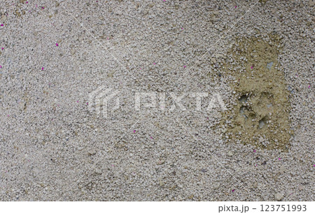 Cat litterbox, domestic animal toilet closeup 123751993