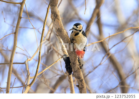 アカゲラ キツツキの仲間 北海道にて撮影 アカゲラ キツツキの仲間 北海道にて撮影 123752055