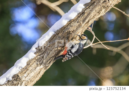 アカゲラ キツツキの仲間 北海道にて撮影 123752134