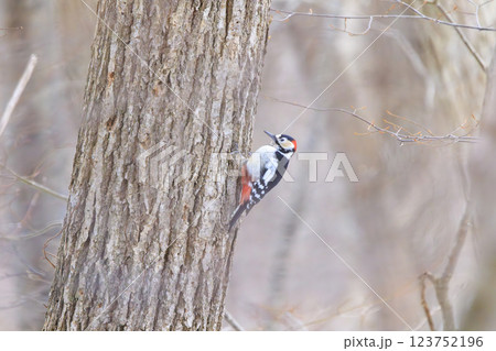 アカゲラ キツツキの仲間 北海道にて撮影 123752196