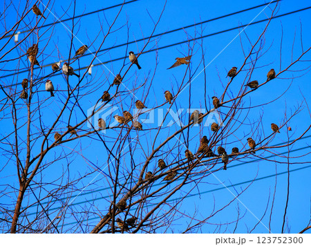 スズメの木 123752300