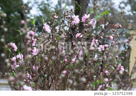 Pink cherry blossom flowers emerge amidst a gentle background, marking the festive spirit of Chinese New Year. The delicate blooms symbolize renewal and hope during this vibrant season. 123752398