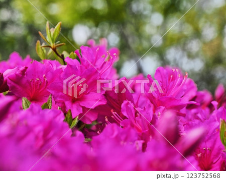 ツツジの花 ツツジの花 123752568