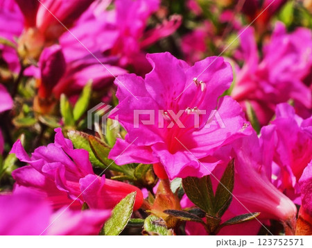 ツツジの花 ツツジの花 123752571