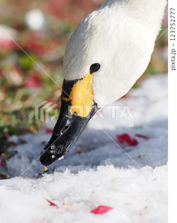 地面の餌をついばむコハクチョウのアップ 123752777