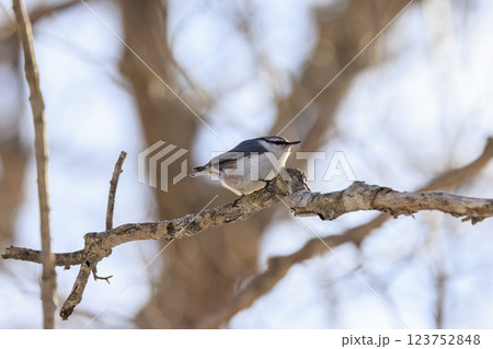 ゴジュウカラ 北海道にて撮影 123752848
