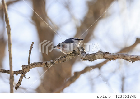 ゴジュウカラ 北海道にて撮影 ゴジュウカラ 北海道にて撮影 123752849