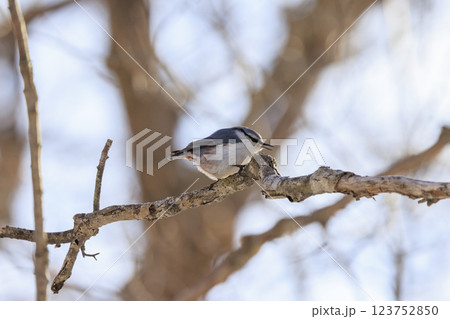 ゴジュウカラ 北海道にて撮影 ゴジュウカラ 北海道にて撮影 123752850