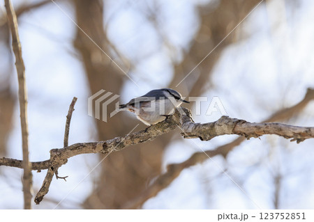 ゴジュウカラ 北海道にて撮影 ゴジュウカラ 北海道にて撮影 123752851