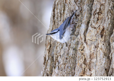 ゴジュウカラ 北海道にて撮影 123752913