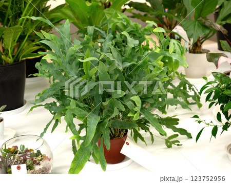 観葉植物 フレボディウム ブルースター 観葉植物 フレボディウム ブルースター 123752956