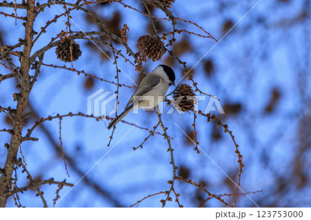 ハシブトガラ 北海道にて撮影 123753000