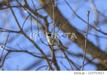 ハシブトガラ 北海道にて撮影 123753017