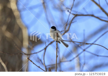 ハシブトガラ 北海道にて撮影 123753019