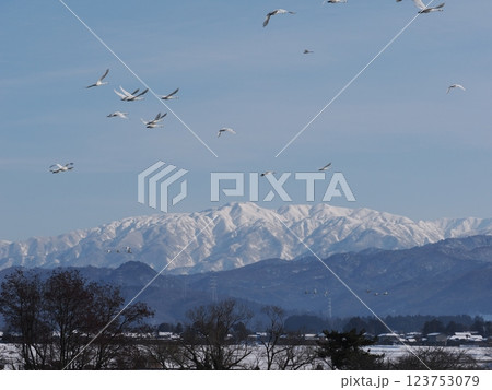 雪の二王子岳を背景に飛ぶコハクチョウの群れ 雪の二王子岳を背景に飛ぶコハクチョウの群れ 123753079