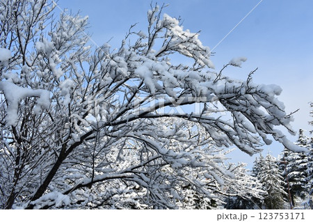 開成山大神宮　雪の風景 123753171