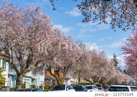 Vancouver city cherry blossom in beautiful full bloom in West 22nd Avenue, Arbutus Ridge residential neighbourhood. BC, Canada. Vancouver city cherry blossom in beautiful full bloom in West 22nd Avenue, Arbutus Ridge residential neighbourhood. BC, Canada. 123753184