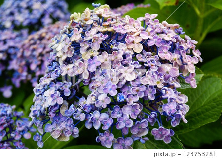 カラー　花　紫陽花　自然　背景（2025年3月登録） 123753281