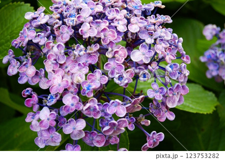 カラー　花　紫陽花　自然　背景（2025年3月登録） 123753282
