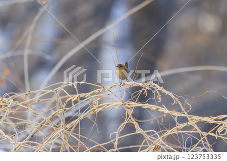 ミソサザイ 北海道にて撮影 123753335