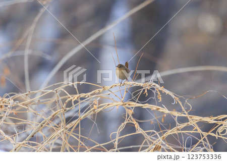 ミソサザイ 北海道にて撮影 123753336